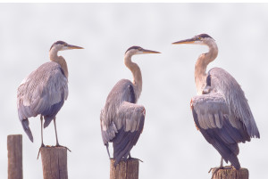 Great Blue Herons on the Corsica